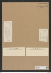 Hemiaulus danicus Grun. (de-Toni-Nr.: Genus 117, Species 3379) Zeichnungen Sammlung Grunow Nr. 6794 (NHMW-BOT-W0375634)